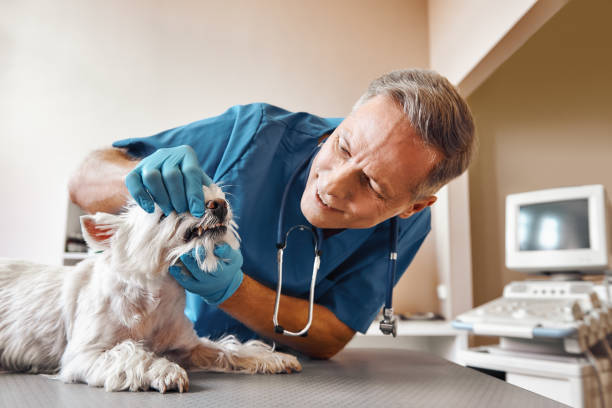 Best Urgent Dental Care in St Simons, GA